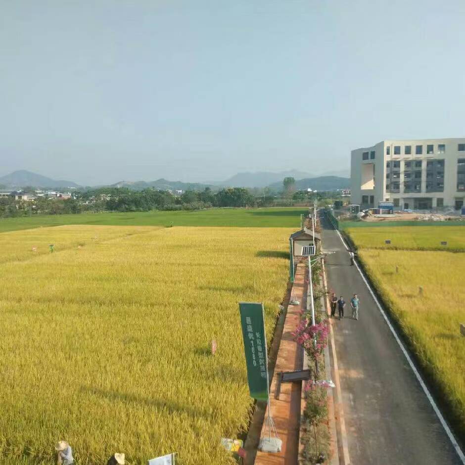 越南4000万吨稻谷产业升级背后，粮食烘干设备正在迎来新机会